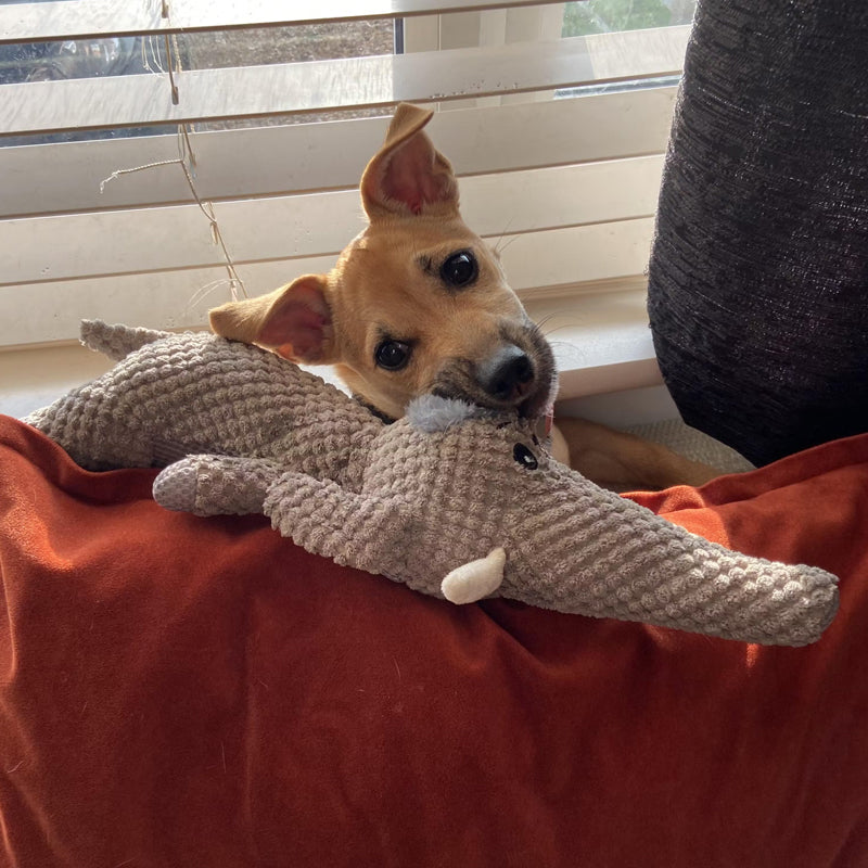 Norvo | Ekstra Sterk Hundeleke - Maximus