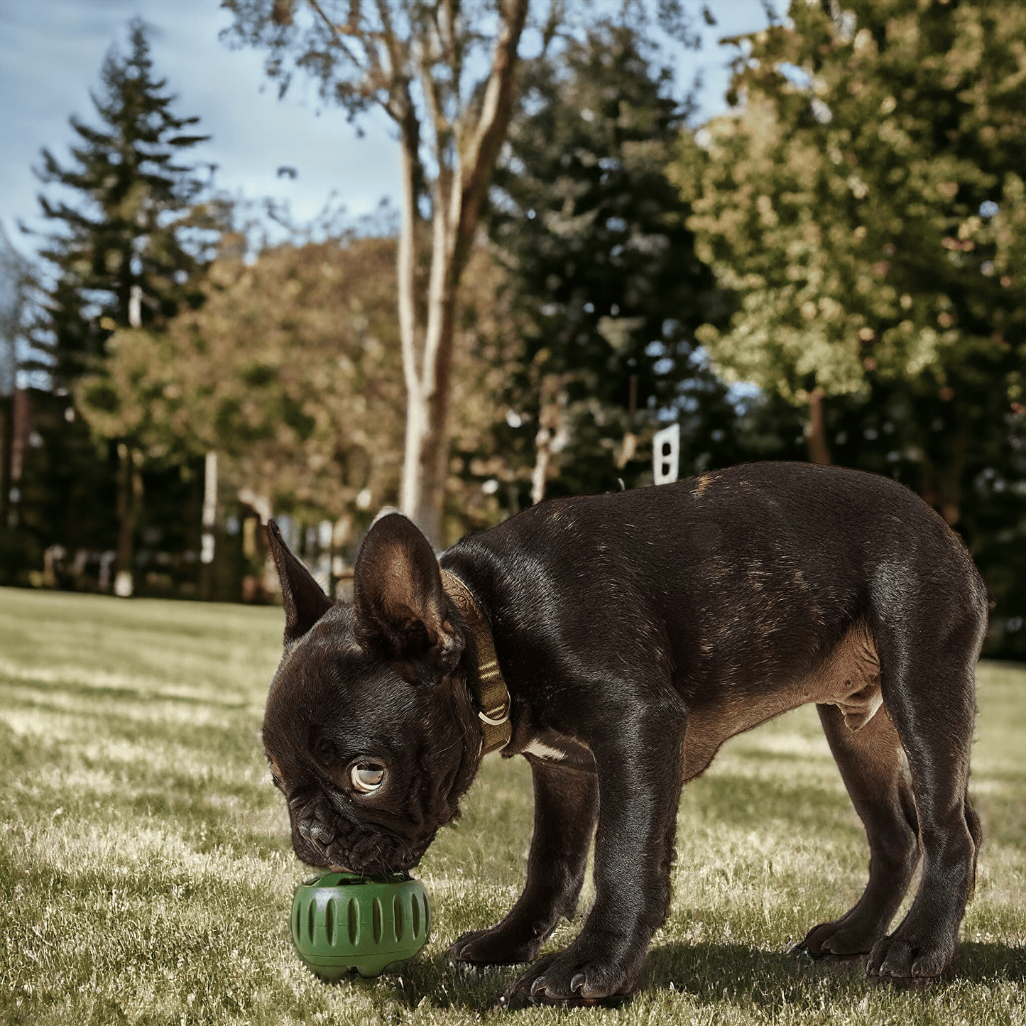 Norvo | Pupsicle - Hundetopp valg leke š¾