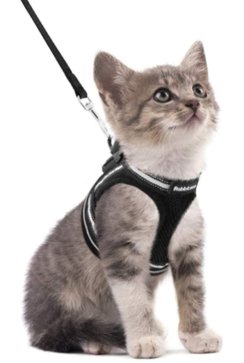 AdventureKit - Sikkert utstyr for eventyrlystne katter
