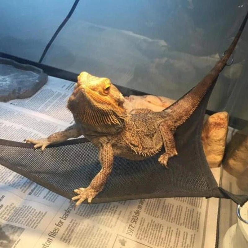 Norvo | Reptil-hengekøye Lounger stige tilbehørssett for store små skjeggagamer Anolis gekkoer øgler eller slanger reptil tilbehør