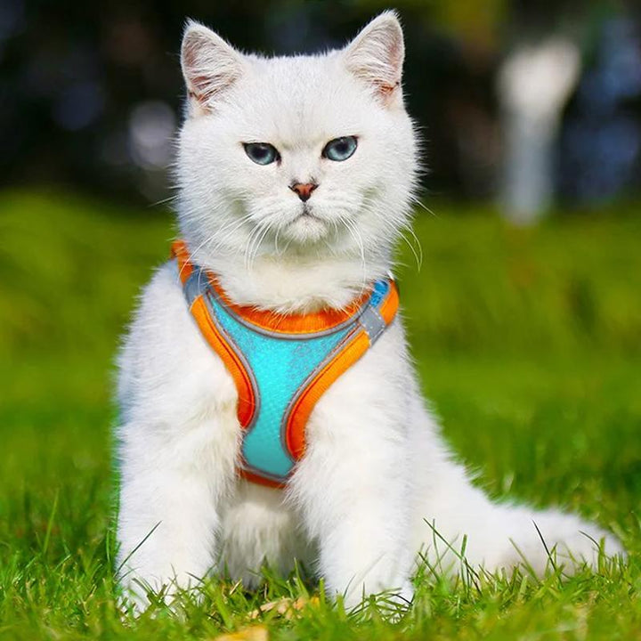 Skanto | Designet for å løfte brystet til kjæledyr