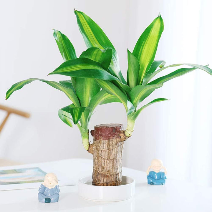 Skanto | Lucky Brazil Wood Potted Plant