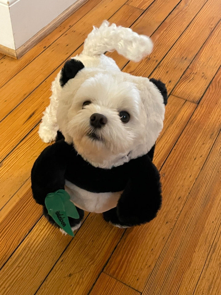 Skanto | Pandaloon Hund og Katt Kostyme Sett