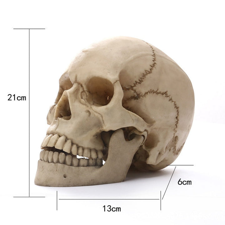 Skanto | 1:1 Menneskeskalle Statue for Hjemmedekorasjon Harpiksfigurer Halloween Dekorasjon Skulptur Medisinsk Undervisning Skissemodell Håndverk
