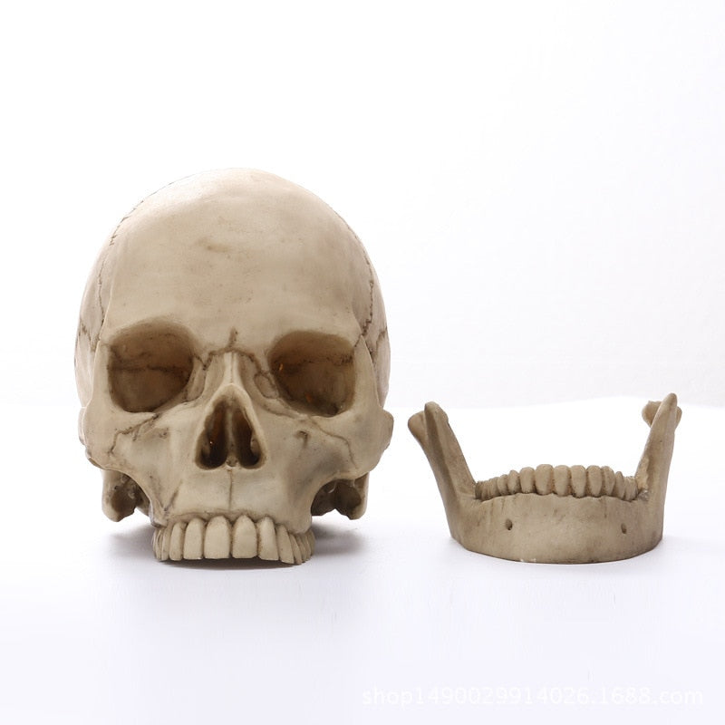 Skanto | 1:1 Menneskeskalle Statue for Hjemmedekorasjon Harpiksfigurer Halloween Dekorasjon Skulptur Medisinsk Undervisning Skissemodell Håndverk