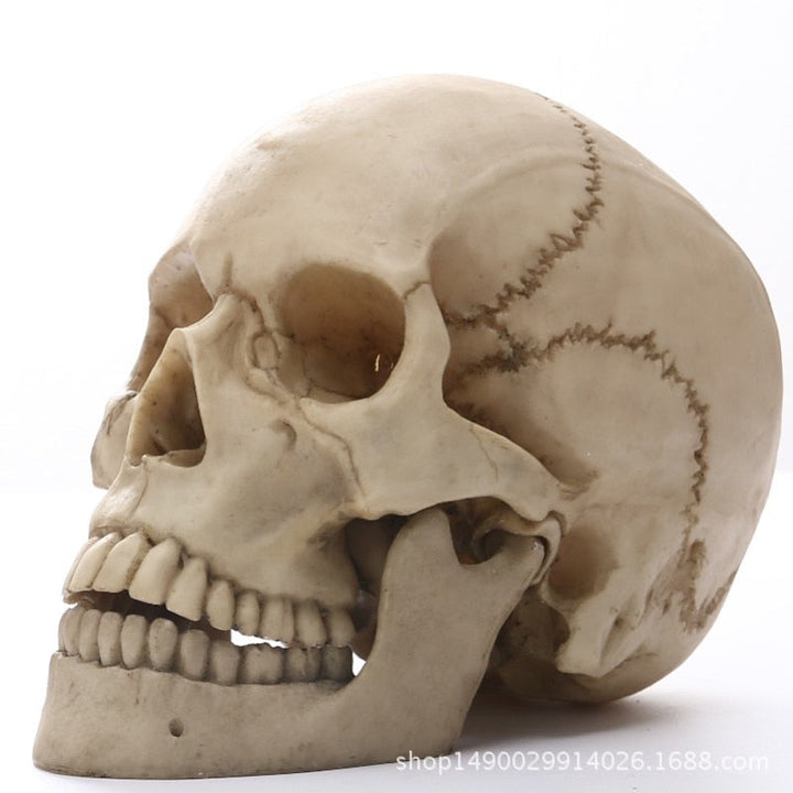Skanto | 1:1 Menneskeskalle Statue for Hjemmedekorasjon Harpiksfigurer Halloween Dekorasjon Skulptur Medisinsk Undervisning Skissemodell Håndverk