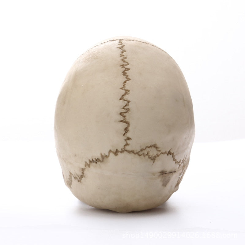 Norvo | 1:1 Menneskeskalle Statue for Hjemmedekorasjon Harpiksfigurer Halloween Dekorasjon Skulptur Medisinsk Undervisning Skissemodell Håndverk