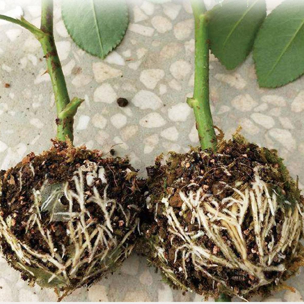 Plante Rot Vekst Boks (5 PCS) | Skanto