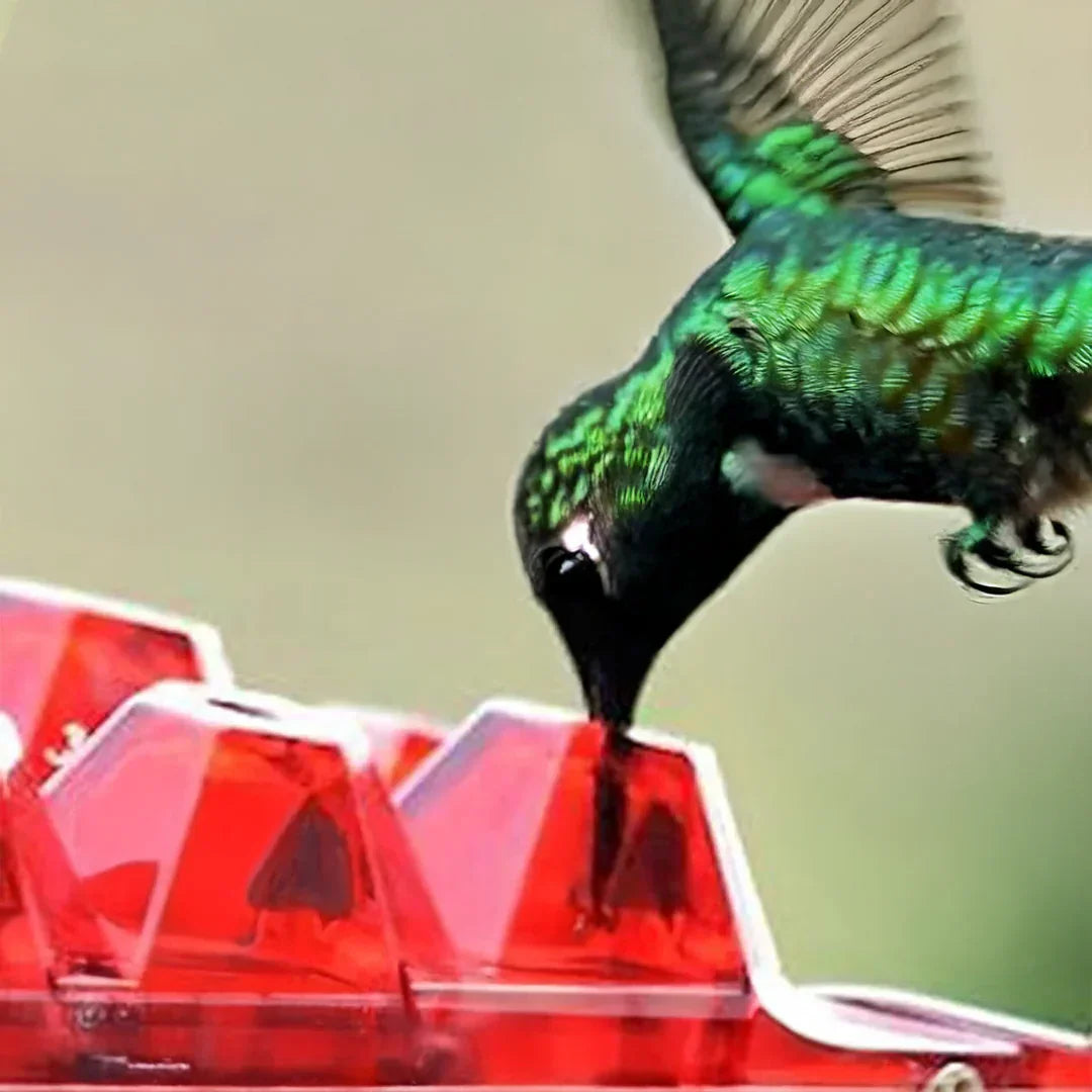 Skanto | Ant-Proof Kolibri Fôrmater med 30 Bie-Motstandsdyktige Porter