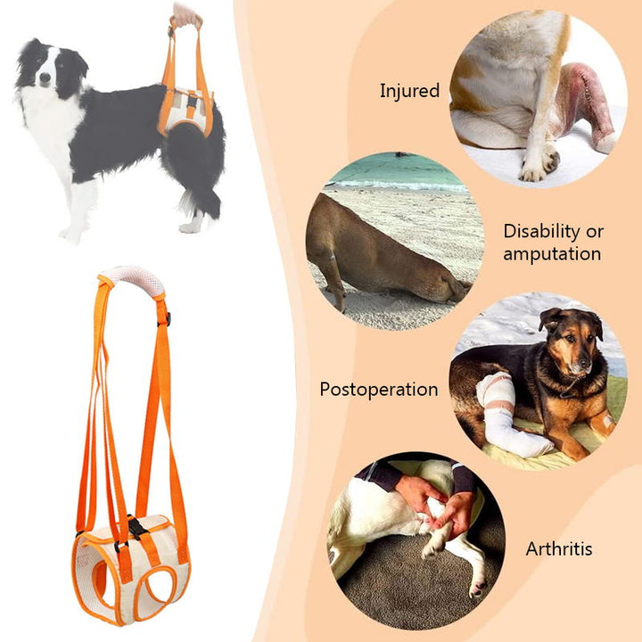Skanto | Dog Support Lift Harness for ACL Rehab & Arthritis