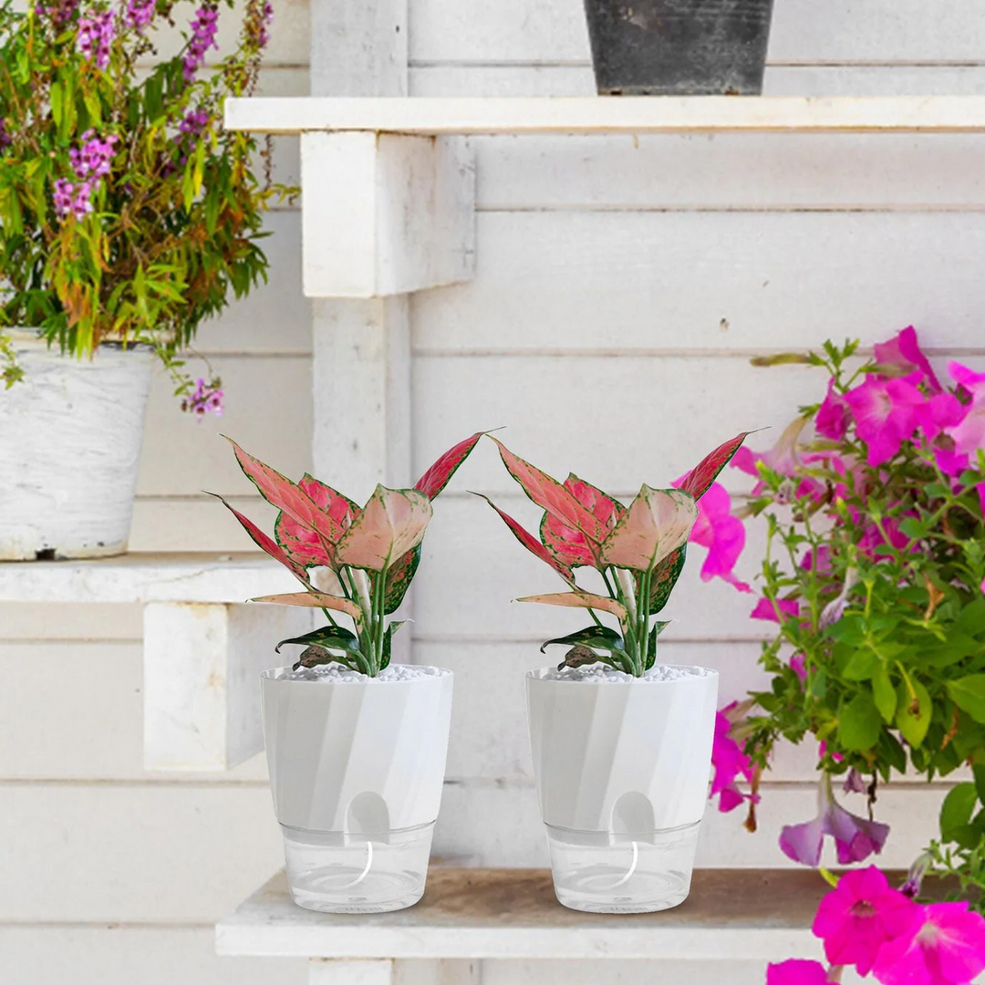 Skanto | Selv vanning planter