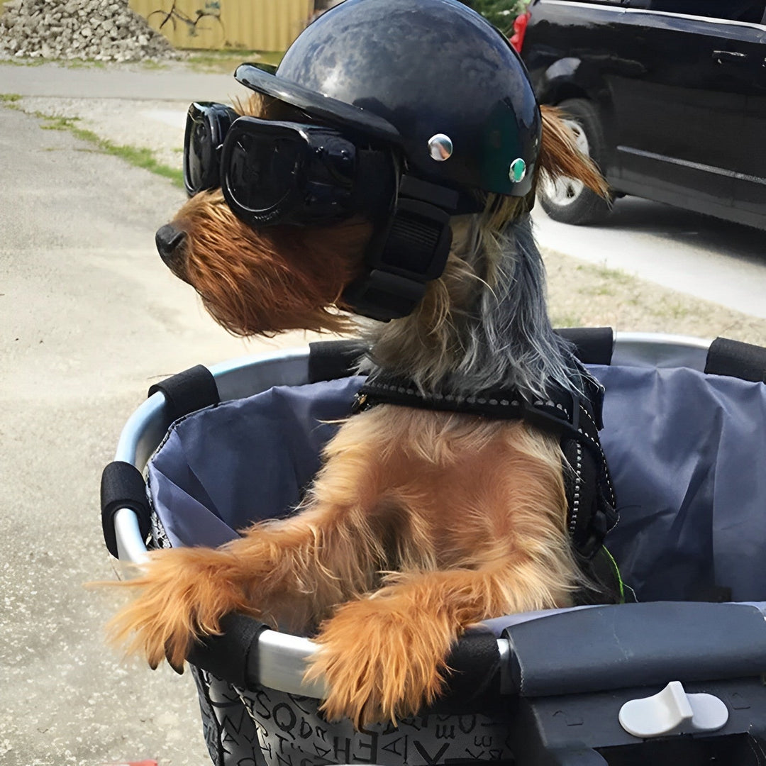 Skanto | Motorhjelm og beskyttelsesbriller for hunder – Trendy og sikker