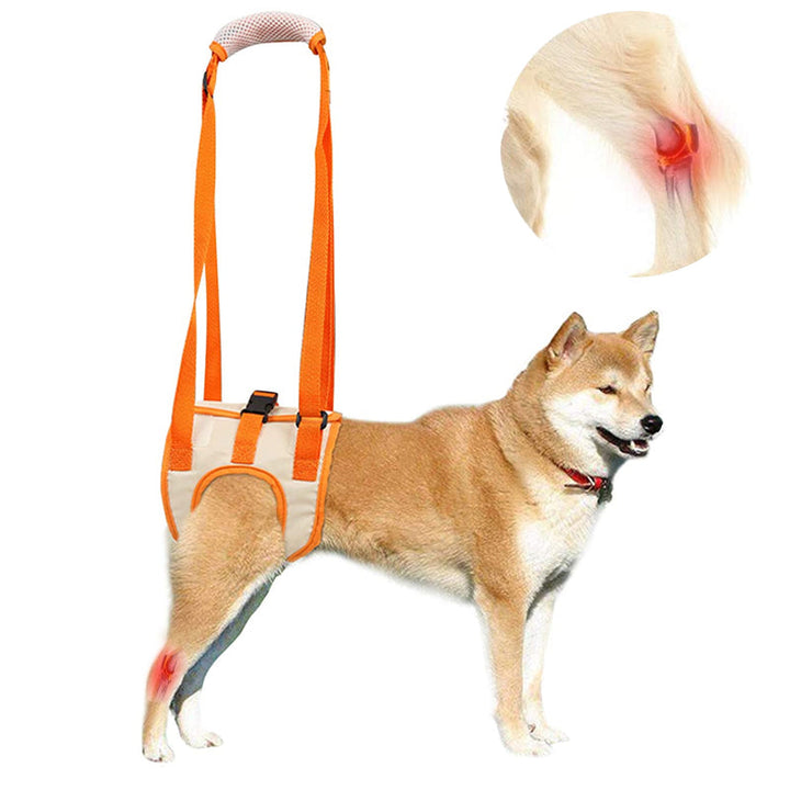 Skanto | Dog Support Lift Harness for ACL Rehab & Arthritis