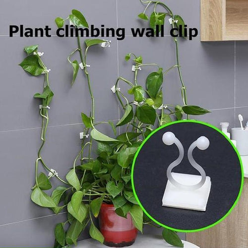 Veggstifter for klatreplanter (30 stykker) | Skanto