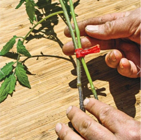 Skanto | Plastforbedringsklips for hageplanter – Ideell for grønnsaker og plantepleie
