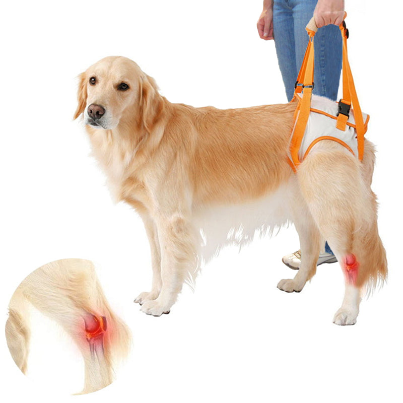 Skanto | Dog Support Lift Harness for ACL Rehab & Arthritis