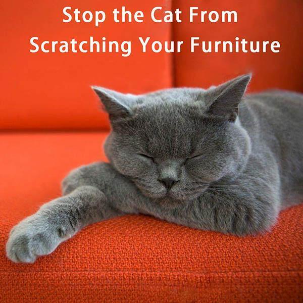 Skanto | Anti-katt Klore Sofa Beskytter (2stk med 10 pinner)
