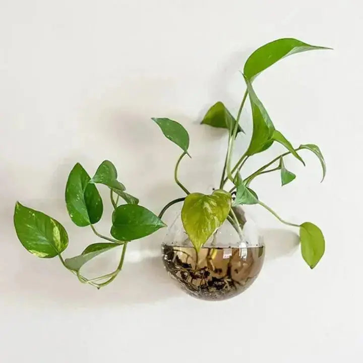 Skanto | GlasOase — Gi Veggene Dine Liv med Frisk Naturkraft og Stil