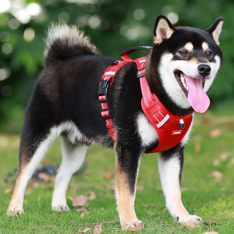 Skanto | Reflekterende Hundesele
