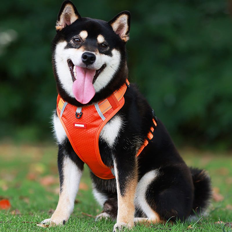 Skanto | Reflekterende Hundesele