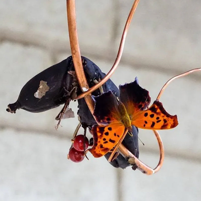 Skanto | Butterfly Banana Hammock-Butterfly Feeding