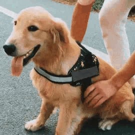 Skanto | Anti Kvelnings Hundesele