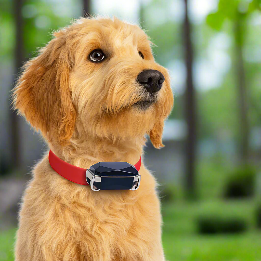Skanto | GPS Tracker Realtime Lær Pet Krage
