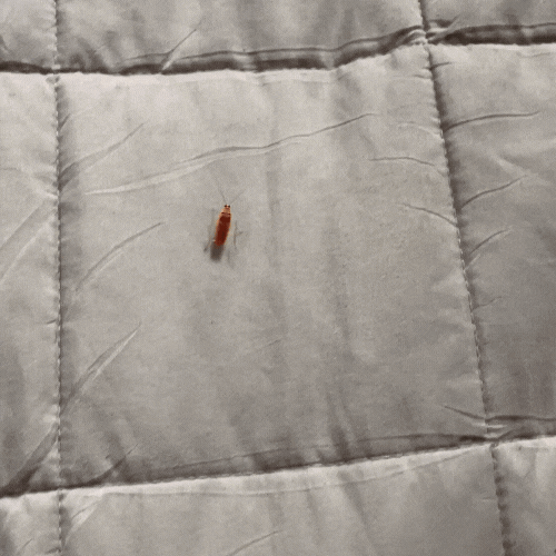 Skanto | Insect Fangst Prodigy — Endelig lev stressfritt uten krypende kaos!