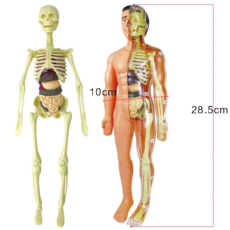 Skanto | Anatomi Eventyr: Barne-Størrelse Menneskelig Modell
