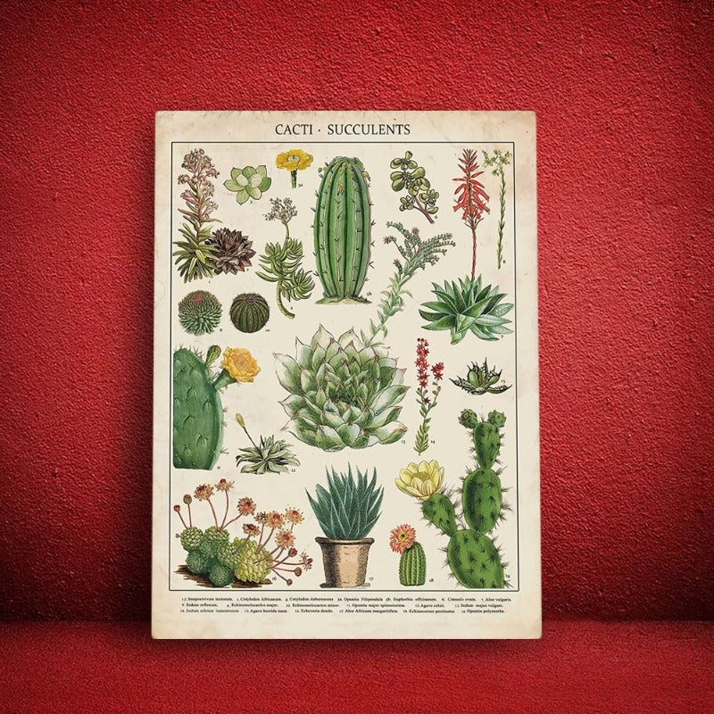 Kaktusplanter - Lerretveggkunstmaleri | Skanto