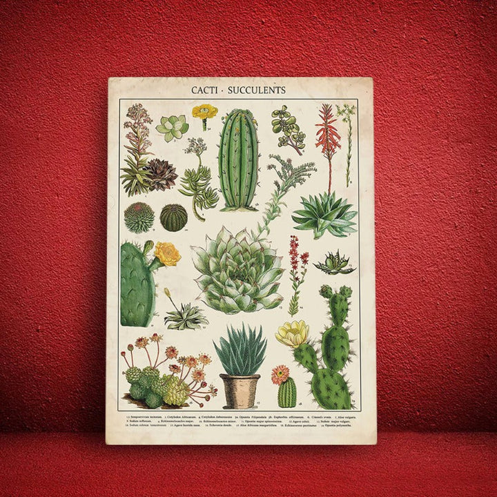 Kaktusplanter - Lerretveggkunstmaleri | Skanto