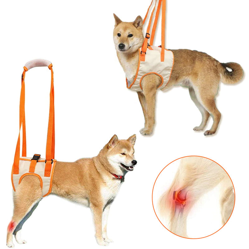Skanto | Dog Support Lift Harness for ACL Rehab & Arthritis