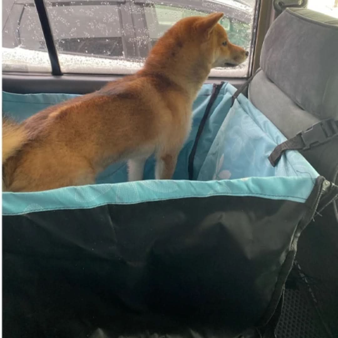Skanto | PORTAPET