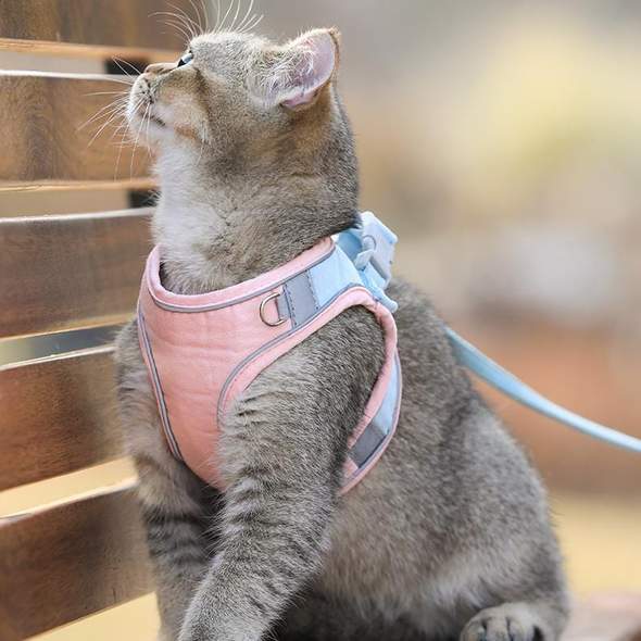 Skanto | Katt Vest Sel og Bånd Sett