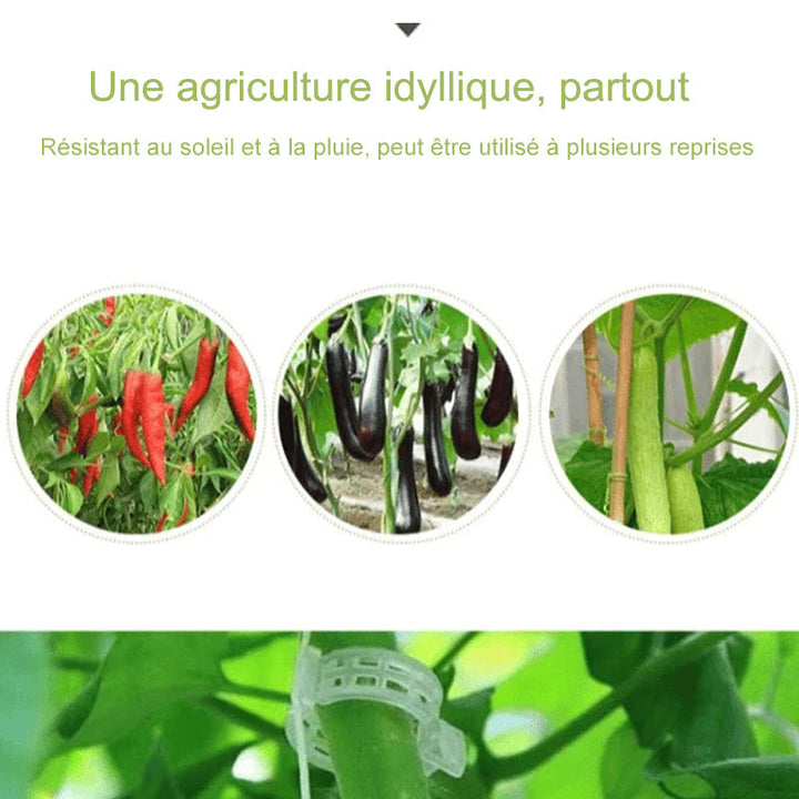 Plante støtteklipp | Skanto