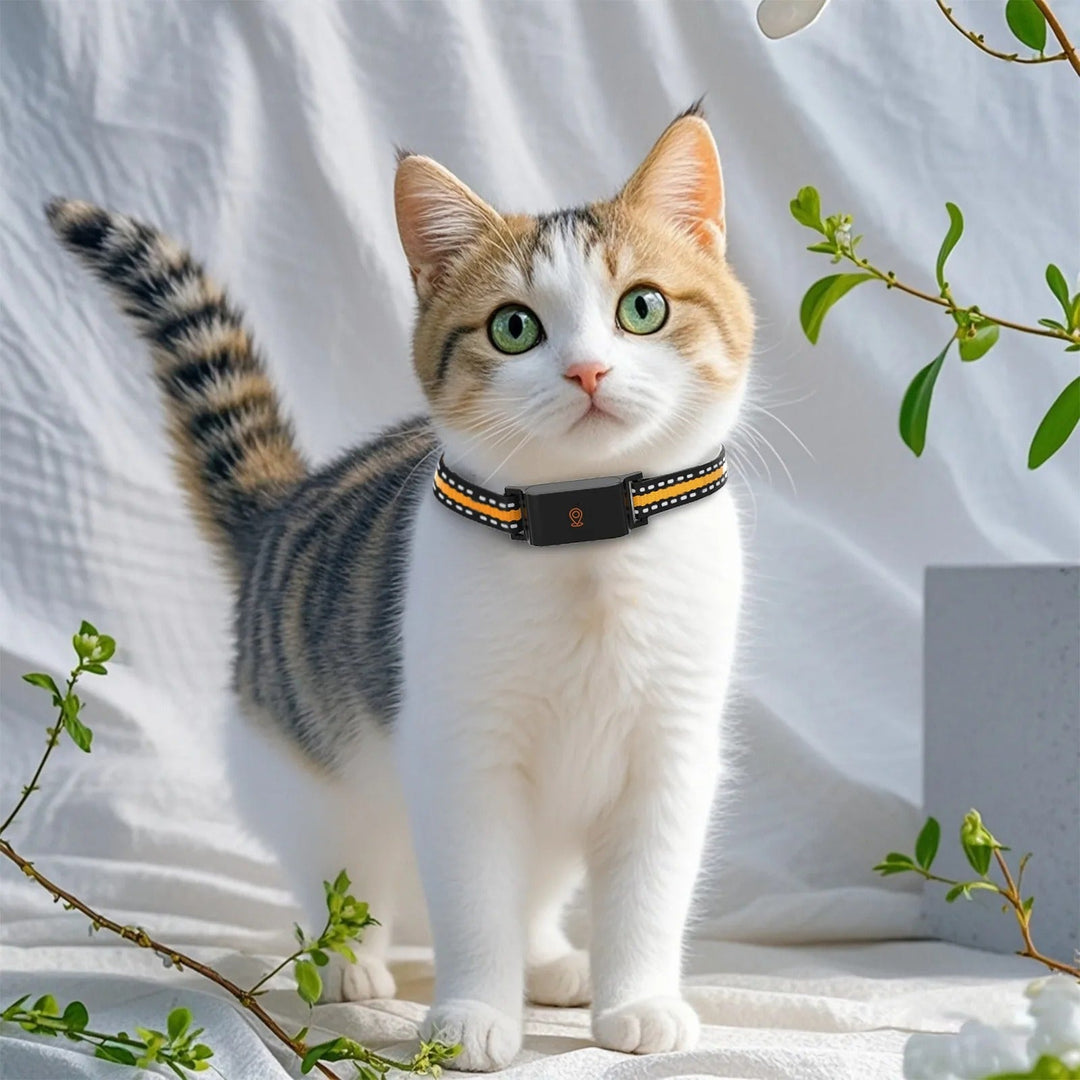 GPS-Halsband für Hunde und Katzen – Unbegrenzte Reichweite, Echtzeit-Tracker