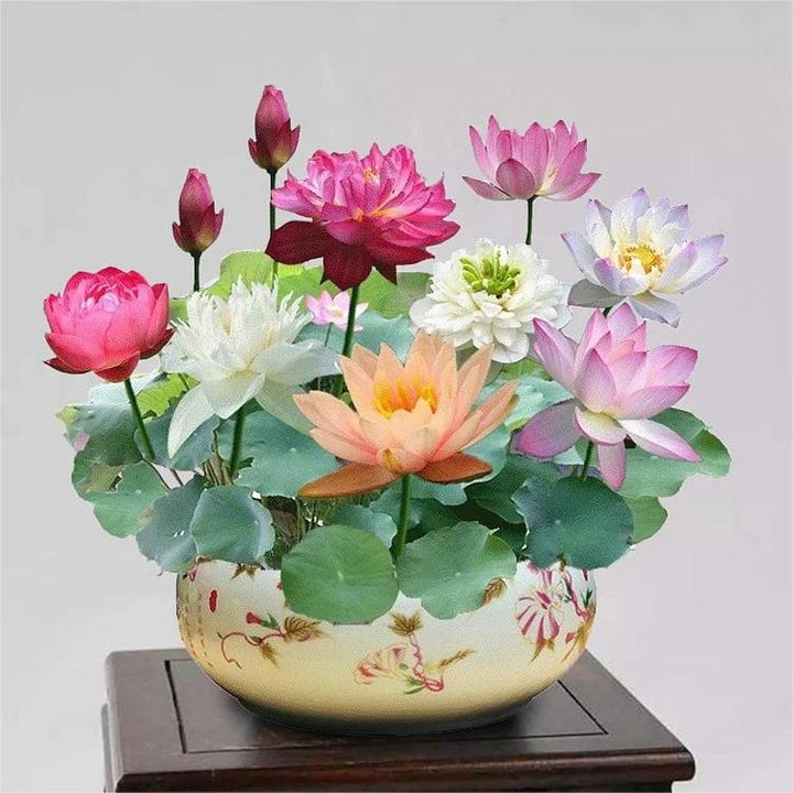 LotusWaters – Bonsai vannhagefrø for dam og balkong | Skanto
