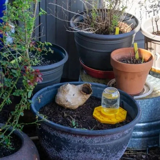 Skanto | BuzziNest — Beskytt biene dine og gjør hagen din til en blomstrende drøm om liv!