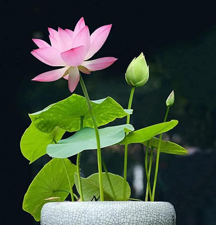 LotusWaters – Bonsai vannhagefrø for dam og balkong | Skanto
