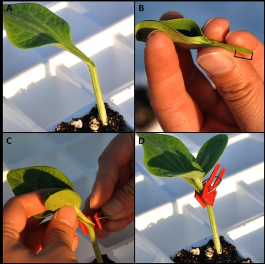 Skanto | Plastforbedringsklips for hageplanter – Ideell for grønnsaker og plantepleie
