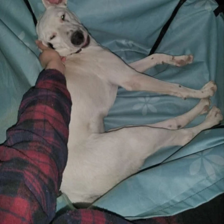 Skanto | PORTAPET