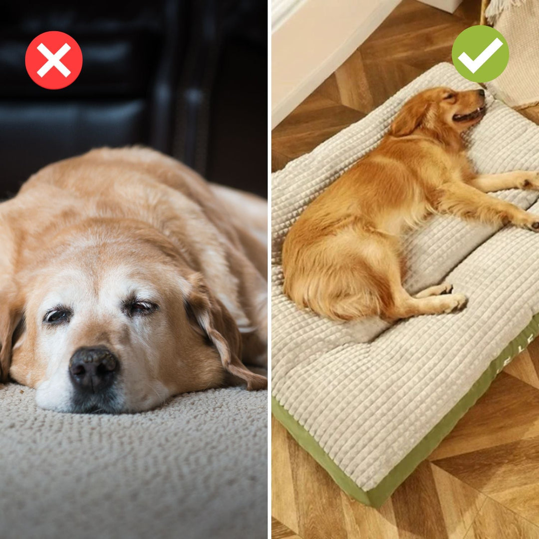 Skanto | SnoozePaw Luksus Hundeseng – Robuste Skum, Avtakbare Trekk og Optimal Støtte