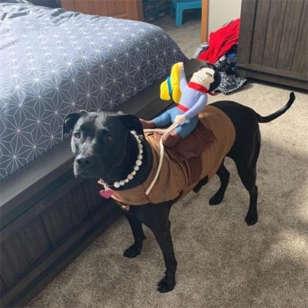 Skanto | Cowboy Rytter Hund Kostyme