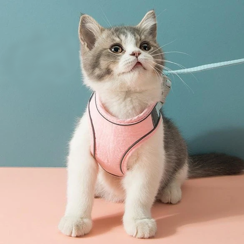 Skanto | Kat Vest Sele og Båndsett