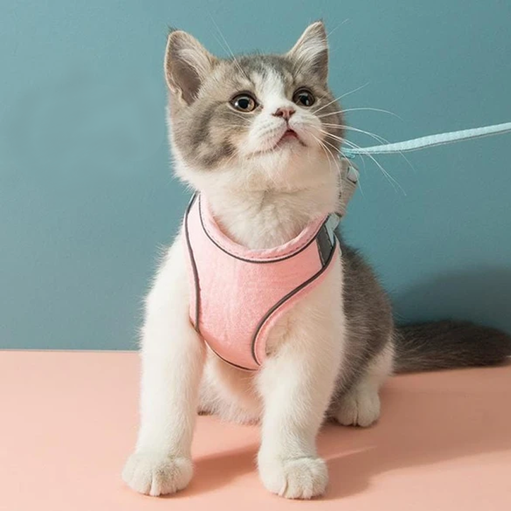 Skanto | Kat Vest Sele og Båndsett