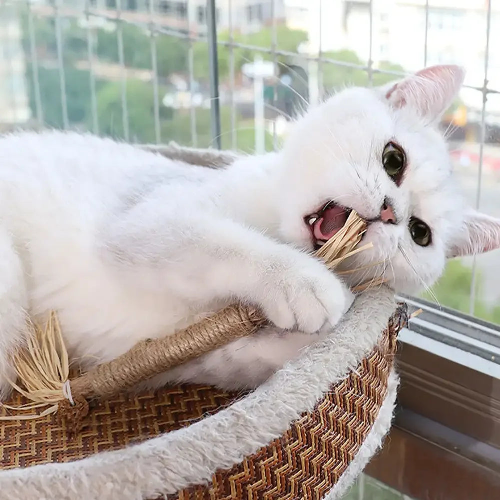 Katte tannrensende pinner Skanto