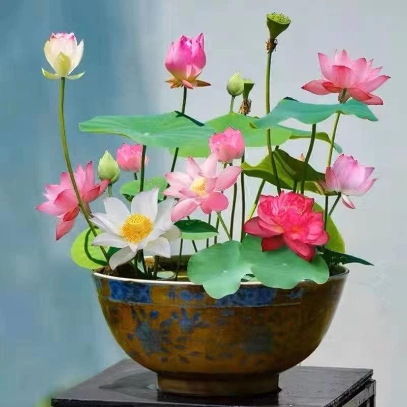 LotusWaters – Bonsai vannhagefrø for dam og balkong | Skanto