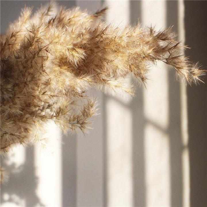 60 cm naturlig, ect, brun-beige tørketrommel Pampasgress-buket │ luftig fjær for moderne Boho-husdekorasjon