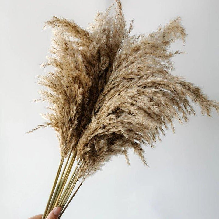 60 cm naturlig, ect, brun-beige tørketrommel Pampasgress-buket │ luftig fjær for moderne Boho-husdekorasjon