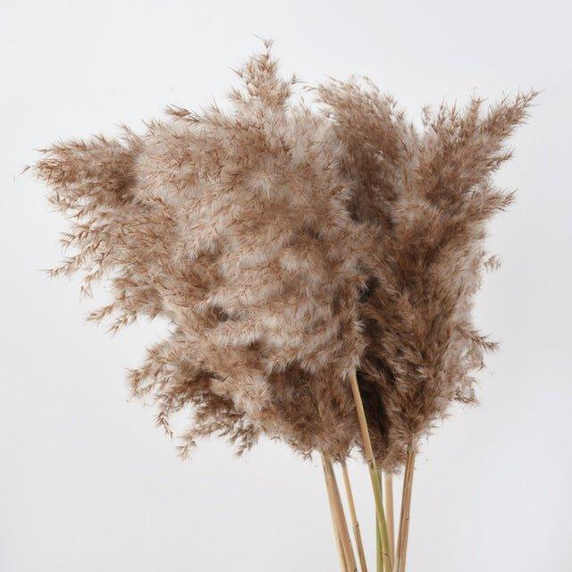 Norvo | 60 cm naturlig, ekte, brunt-beige tørket pampasgress bukett │ fluffy fjær for moderne boho hjemmeinnredning